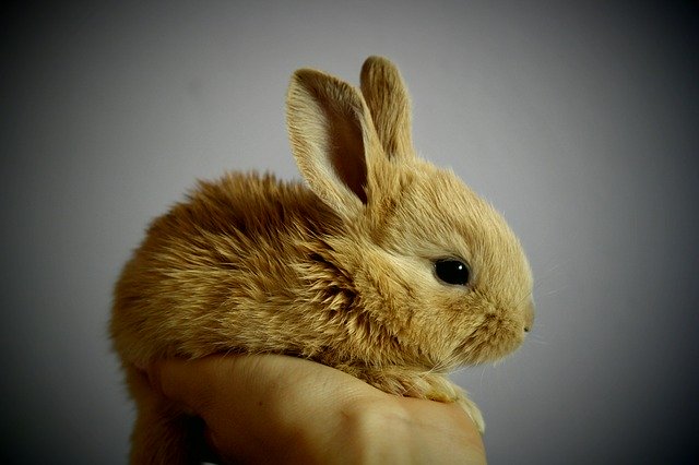 Mały króliczek trzymany w ręce